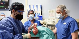 Realizado o primeiro transplante de coração de porco em paciente humano