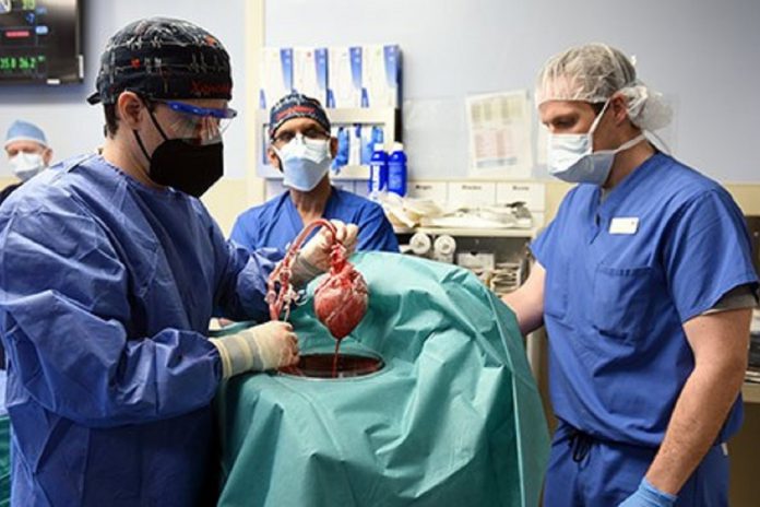 Realizado o primeiro transplante de coração de porco em paciente humano Realizado o primeiro transplante de coração de porco em paciente humano