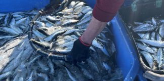 Conserveira Pinhais celebra arranque da época da pesca da sardinha