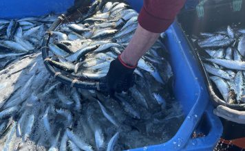 Conserveira Pinhais celebra arranque da época da pesca da sardinha