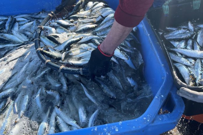 Conserveira Pinhais celebra arranque da época da pesca da sardinha