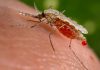 Anticorpo monoclonal previne a malária em adultos