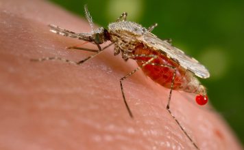 Anticorpo monoclonal previne a malária em adultos