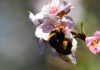 Cultivo de feijão aumenta de rendimento com polinização por abelhas