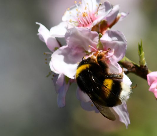 Cultivo de feijão aumenta de rendimento com polinização por abelhas