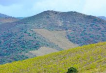 Eurodeputados simplificam lei europeia da desflorestação Eurodeputados simplificam lei europeia da desflorestação