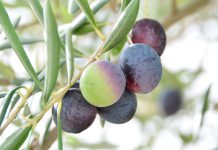 Feira do Azeite e do Figo tornam Lombo - Macedo de Cavaleiros num palco para os produtores da região