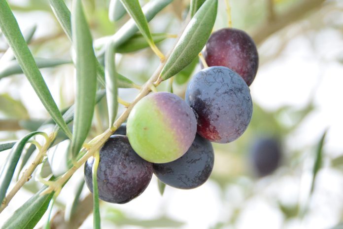 Feira do Azeite e do Figo tornam Lombo - Macedo de Cavaleiros num palco para os produtores da região