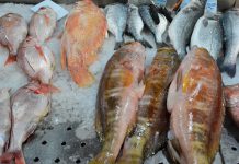 Suplementos de óleo de peixe podem não prevenir o declínio cognitivo e a doença de Alzheimer Suplementos de óleo de peixe podem não prevenir o declínio cognitivo e a doença de Alzheimer