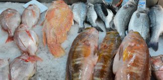 Suplementos de óleo de peixe podem não prevenir o declínio cognitivo e a doença de Alzheimer
