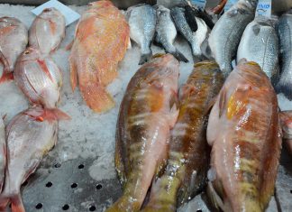 Suplementos de óleo de peixe podem não prevenir o declínio cognitivo e a doença de Alzheimer