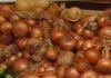 “Cebola da Madeira” com Denominação de Origem Protegida