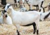Queijo de cabra possui bactérias láticas com potencial probiótico