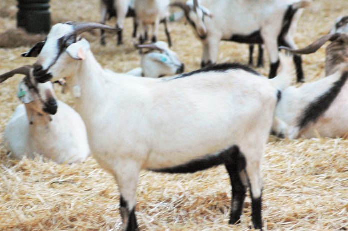 Queijo de cabra possui bactérias láticas com potencial probiótico