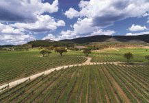 Quinta da Symington no Alentejo partilha vindimas com visitantes