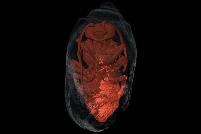 Abelhas mumificadas há quase três mil anos descobertas em Odemira