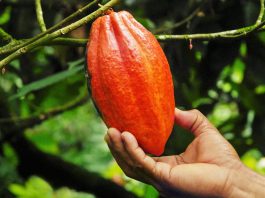 Ferrero mostra progressos na Iniciativa Cacau e Floresta