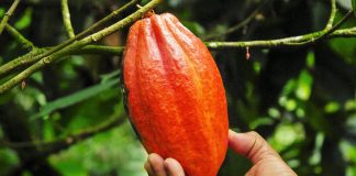 Ferrero mostra progressos na Iniciativa Cacau e Floresta