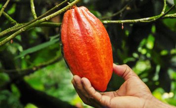 Ferrero mostra progressos na Iniciativa Cacau e Floresta