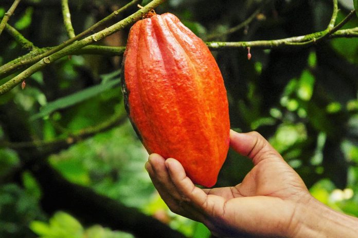 Ferrero mostra progressos na Iniciativa Cacau e Floresta