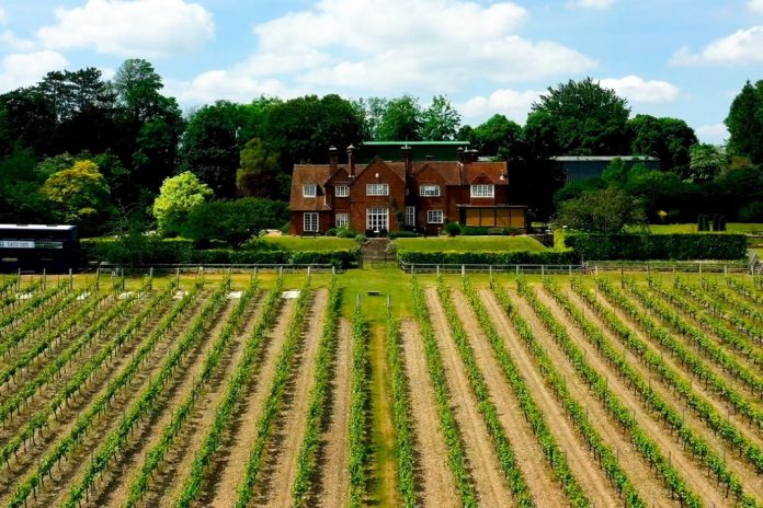 Symington e a Berry Bros. & Rudd aquirem produtor inglês de espumante Hambledon Vineyard