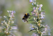 Picada de abelha é a terceira causa mais frequente de alergia grave