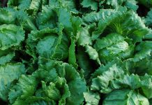 Comissão Europeia vai avaliar impacto de pesticidas perigosos em produtos importados