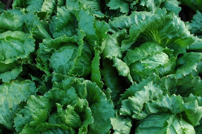 Comissão Europeia vai avaliar impacto de pesticidas perigosos em produtos importados