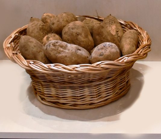 Identificado o gene da batata que regula o teor de açúcar e o aumento da produtividade Identificado o gene da batata que regula o teor de açúcar e o aumento da produtividade