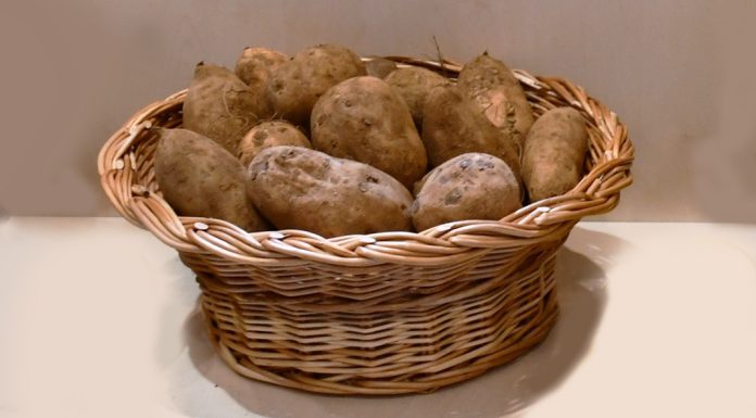 Identificado o gene da batata que regula o teor de açúcar e o aumento da produtividade Identificado o gene da batata que regula o teor de açúcar e o aumento da produtividade