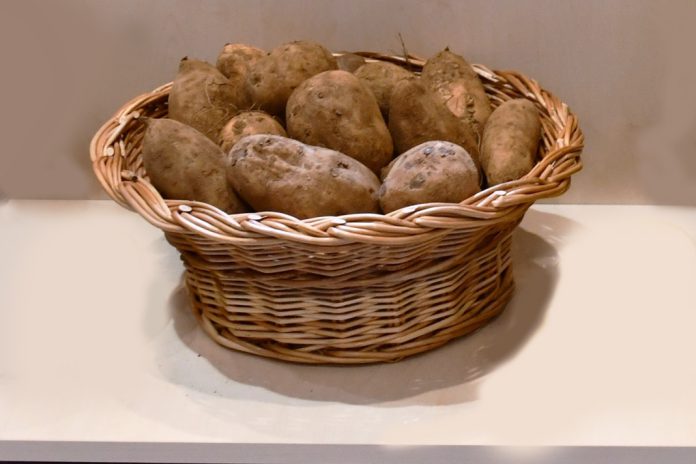 Identificado o gene da batata que regula o teor de açúcar e o aumento da produtividade