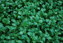 OCDE: Os governos devem investir em investigação, inovação e práticas agrícolas sustentáveis e diminuir subsídios que distorcem o mercado OCDE: Os governos devem investir em investigação, inovação e práticas agrícolas sustentáveis e diminuir subsídios que distorcem o mercado