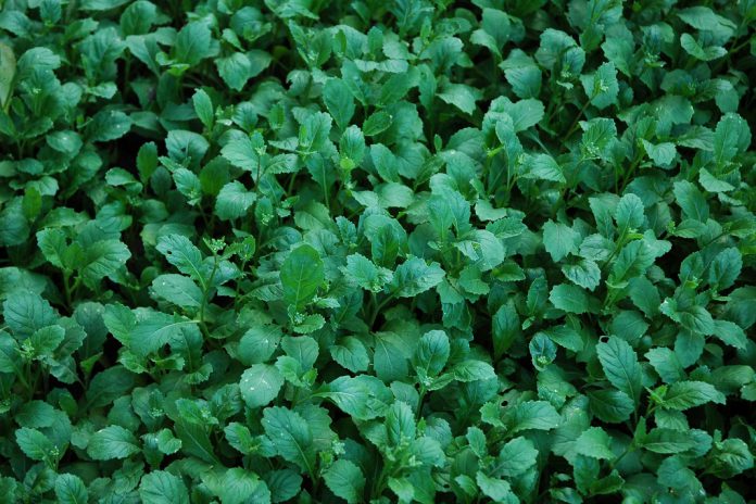 OCDE: Os governos devem investir em investigação, inovação e práticas agrícolas sustentáveis e diminuir subsídios que distorcem o mercado OCDE: Os governos devem investir em investigação, inovação e práticas agrícolas sustentáveis e diminuir subsídios que distorcem o mercado