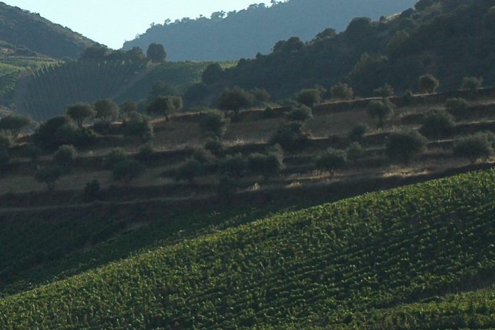 Agricultores europeus isentos das regras sobre terras em pousio