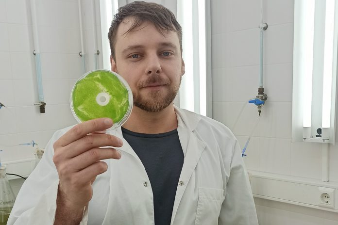 Óleos essenciais podem eliminar e prevenir o crescimento de microalgas em monumentos Óleos essenciais podem eliminar e prevenir o crescimento de microalgas em monumentos