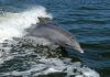 Descoberto golfinho da Flórida com gripe aviária altamente patogénica