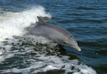 Descoberto golfinho da Flórida com gripe aviária altamente patogénica