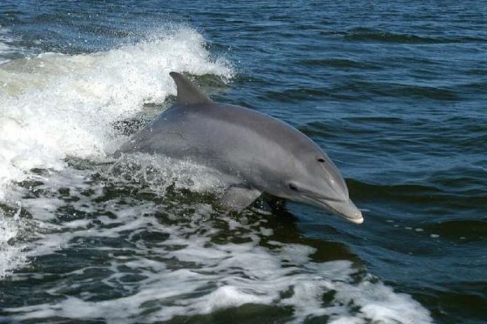 Descoberto golfinho da Flórida com gripe aviária altamente patogénica