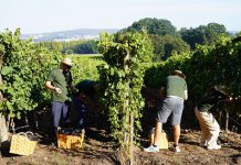 Quinta da Avelada disponibiliza experiência que conjuga vindima e arte