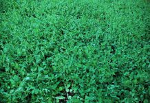 Agricultores do Baixo Alentejo reivindicam reposição dos apoios definidos para a horticultura