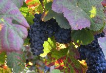 CCDR Norte tem candidaturas abertas à 2ª edição do “Prémio Vinha Douro” CCDR Norte tem candidaturas abertas à 2ª edição do “Prémio Vinha Douro”