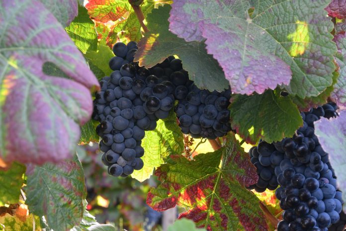 CCDR Norte tem candidaturas abertas à 2ª edição do “Prémio Vinha Douro”