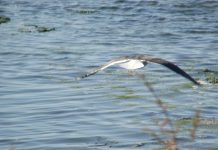 Comissão Europeia leva Portugal ao Tribunal de Justiça da UE por falta do tratamento das águas residuais urbanas