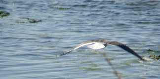 Comissão Europeia leva Portugal ao Tribunal de Justiça da UE por falta do tratamento das águas residuais urbanas Comissão Europeia leva Portugal ao Tribunal de Justiça da UE por falta do tratamento das águas residuais urbanas