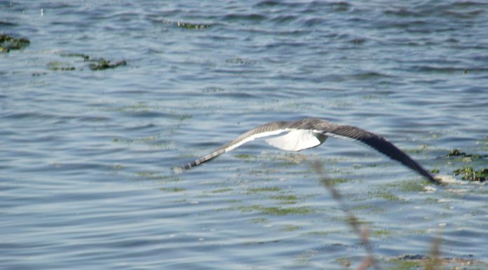 Comissão Europeia leva Portugal ao Tribunal de Justiça da UE por falta do tratamento das águas residuais urbanas