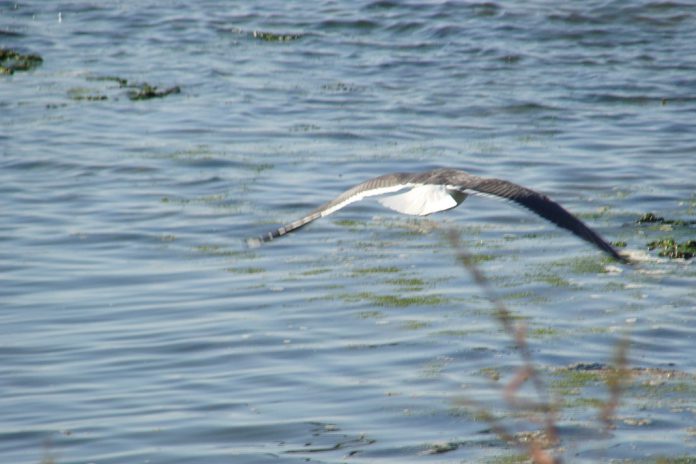 Comissão Europeia leva Portugal ao Tribunal de Justiça da UE por falta do tratamento das águas residuais urbanas