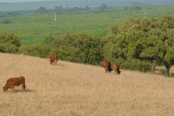 Parlamento Europeu aprova maior apoio aos agricultores e regras mais simples