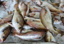 OCDE: Apoio dos Governos às pescas deve ser direcionado tornar o setor mais resiliente