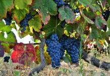 Genoma da videira selvagem revela novas pistas para aumentar a resistência a doenças nas videiras cultivadas
