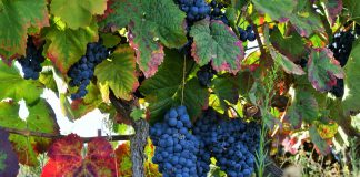 Genoma da videira selvagem revela novas pistas para aumentar a resistência a doenças nas videiras cultivadas